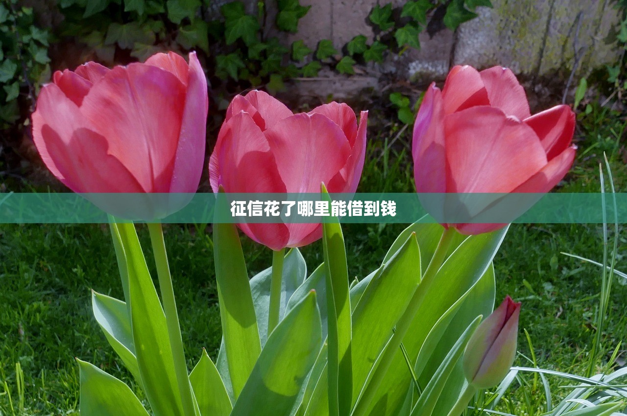 征信花了哪里能借到钱 征信花了哪里能借到钱