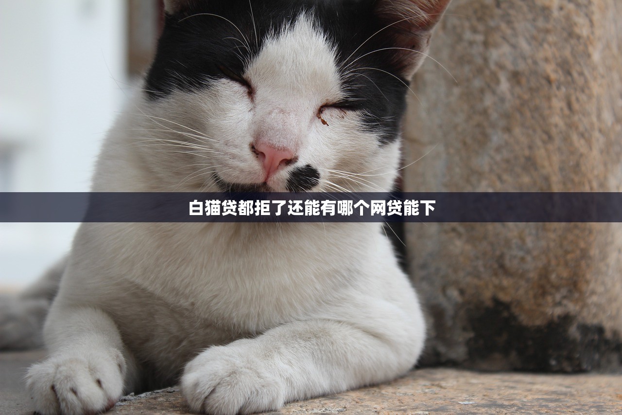 白猫贷都拒了还能有哪个网贷能下 白猫贷都拒了还能有哪个网贷能下