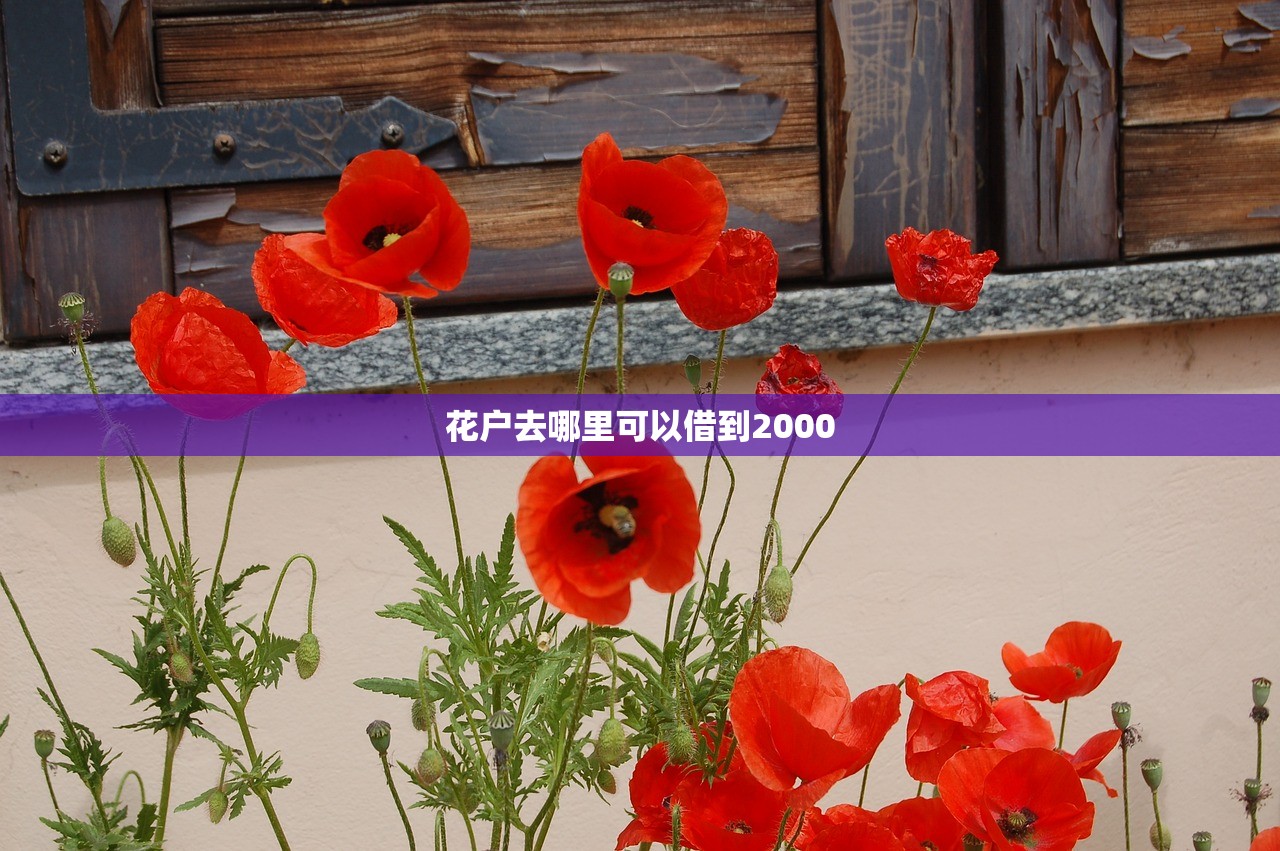 花户去哪里可以借到2000 花户去哪里可以借到2000