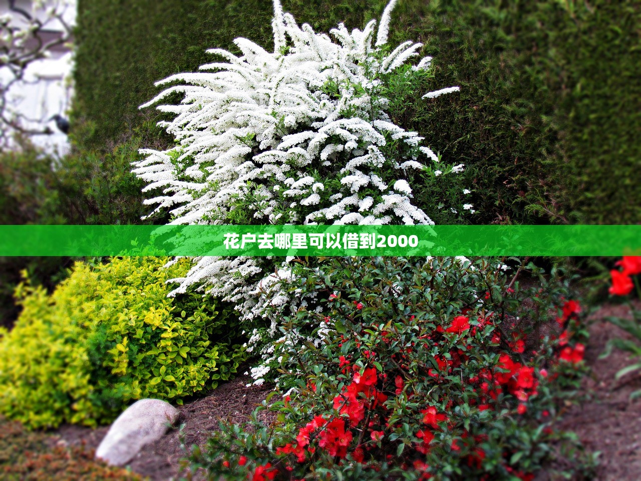 花户去哪里可以借到2000 花户去哪里可以借到2000