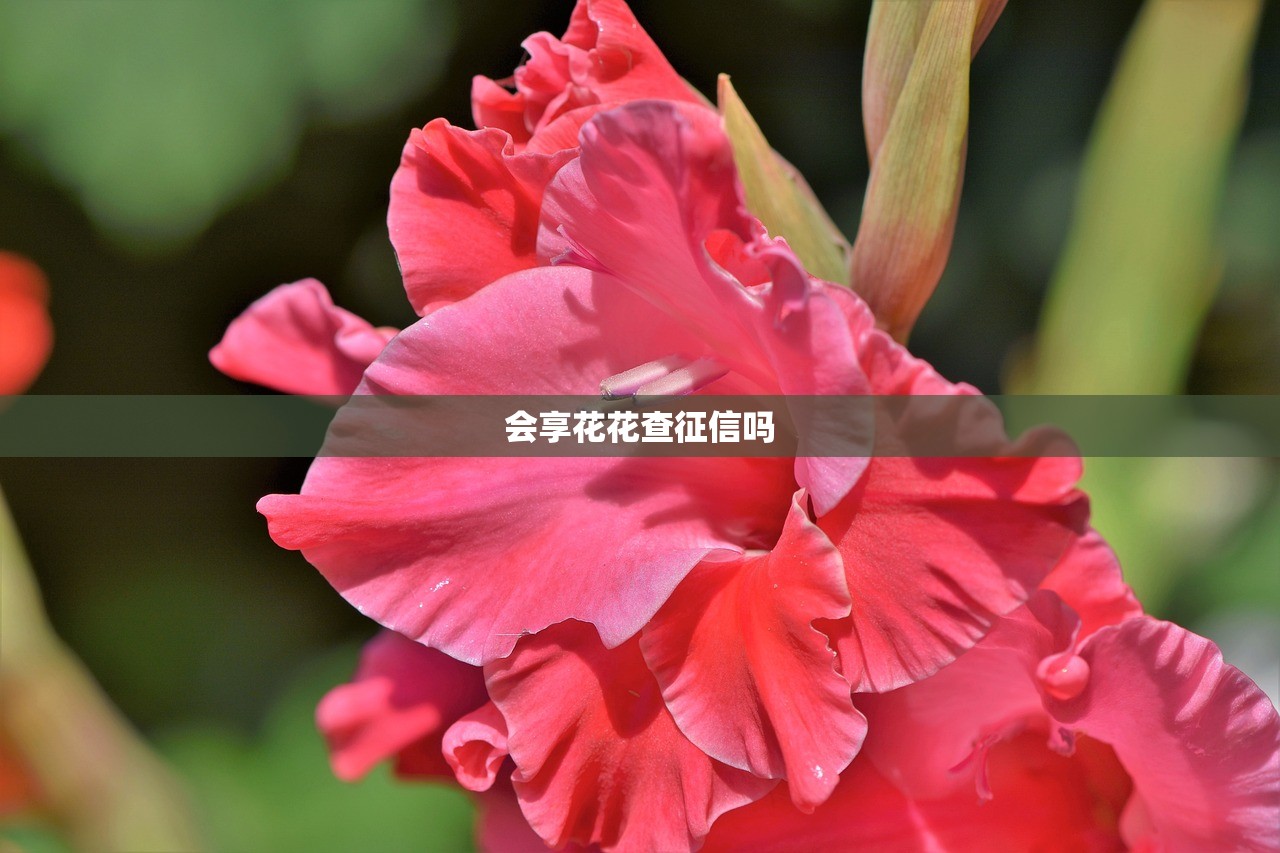 会享花花查征信吗