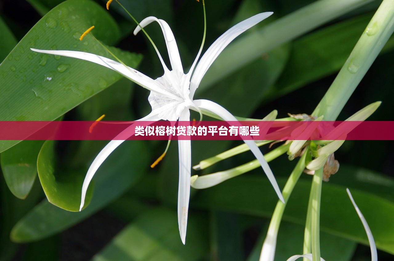 征信不好急用钱必看快速借款正规渠道推荐 征信不好急用钱必看快速借款正规渠道推荐