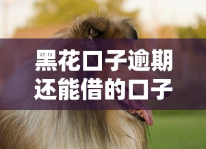 黑花口子逾期还能借的口子推荐，这几个平台真的稳如老狗！