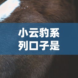小云豹系列口子是一家的吗（最新发布！）8个最好下款不开会员的黑户借钱平台