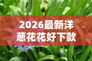 2026最新洋葱花花好下款吗（支持微信），6个微信分期贷款平台无私分享